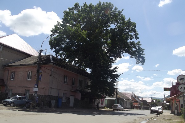 500-річний дуб, Міжгір'я
