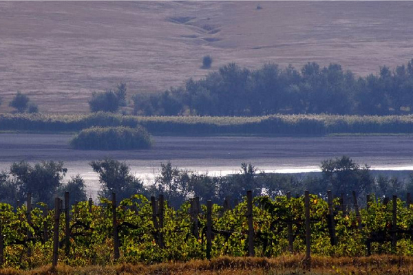 Виноробня «Винхол Оксамитне»: Villa Tinta і Tintarella