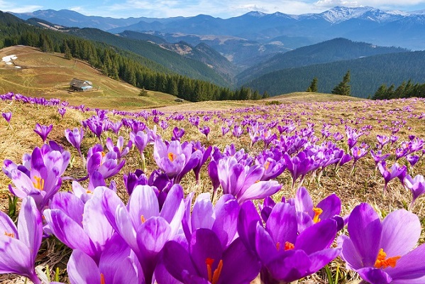 Тур на 8 Березня в Карпати від Miracle Travels
